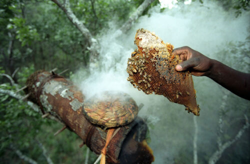 Zambian Forest Honey Organic - Ganesha Wholefoods