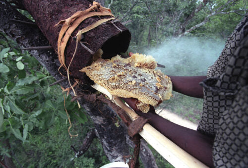 Zambian Forest Honey Organic
