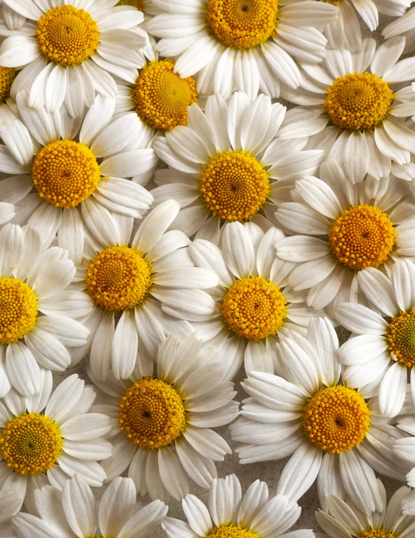 Chamomile flower ingredient used in Pukka Chamomile, Vanilla & Manuka Honey tea