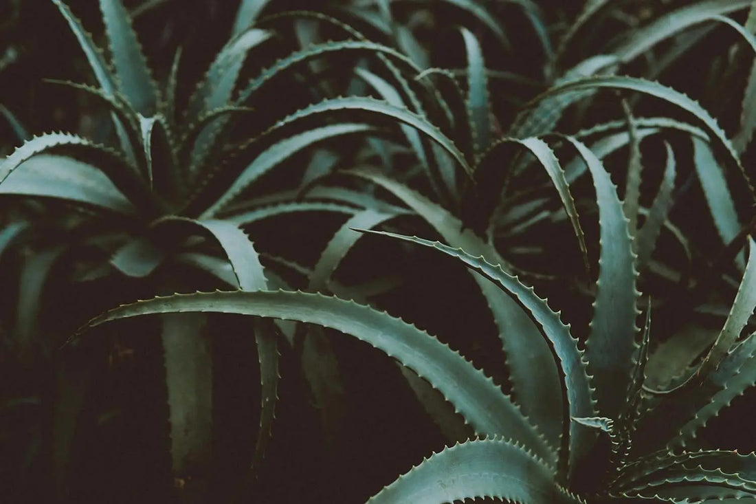 Aloe Vera Gel Organic - Ganesha Wholefoods