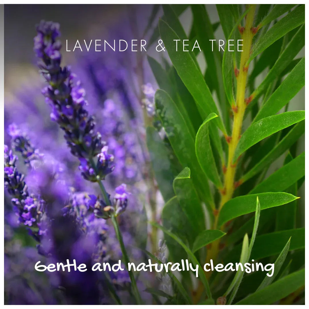 Lavender flowers and tea tree leaves with text overlay on a blurred natural background