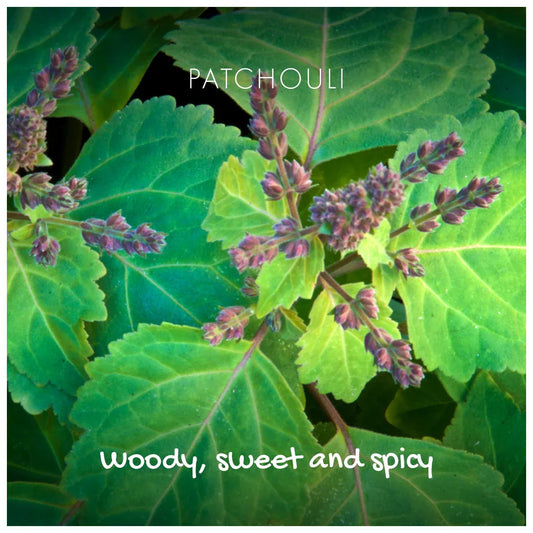 Close-up of patchouli leaves with text indicating its attributes.