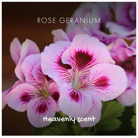 Close-up of pink and red rose geranium flowers with text 'Rose Geranium' and 'Heavenly Scent'.