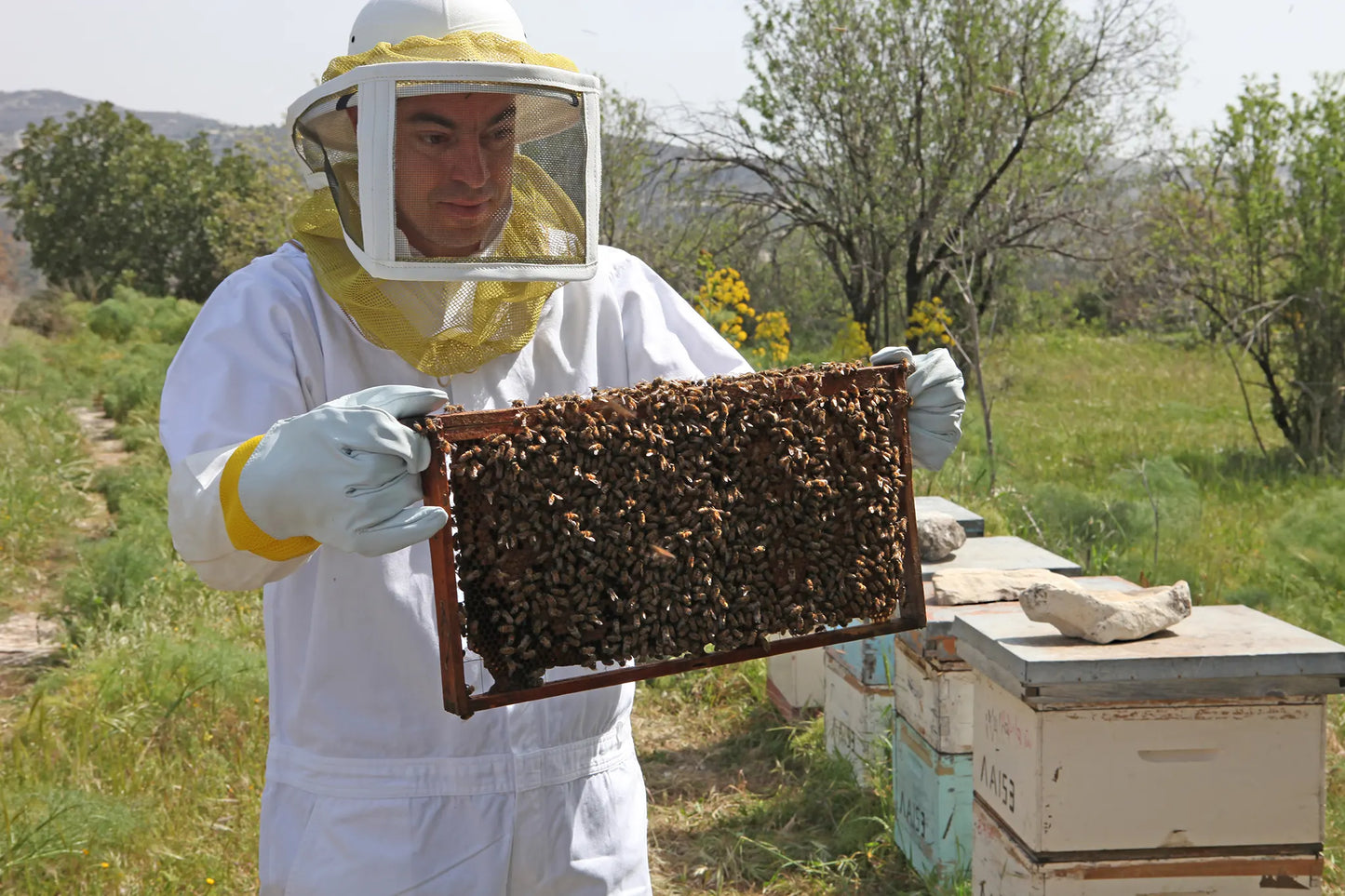 Person in beekeeping suit holding a honeycomb frame outdoors in Cyprus for Mellona Honey