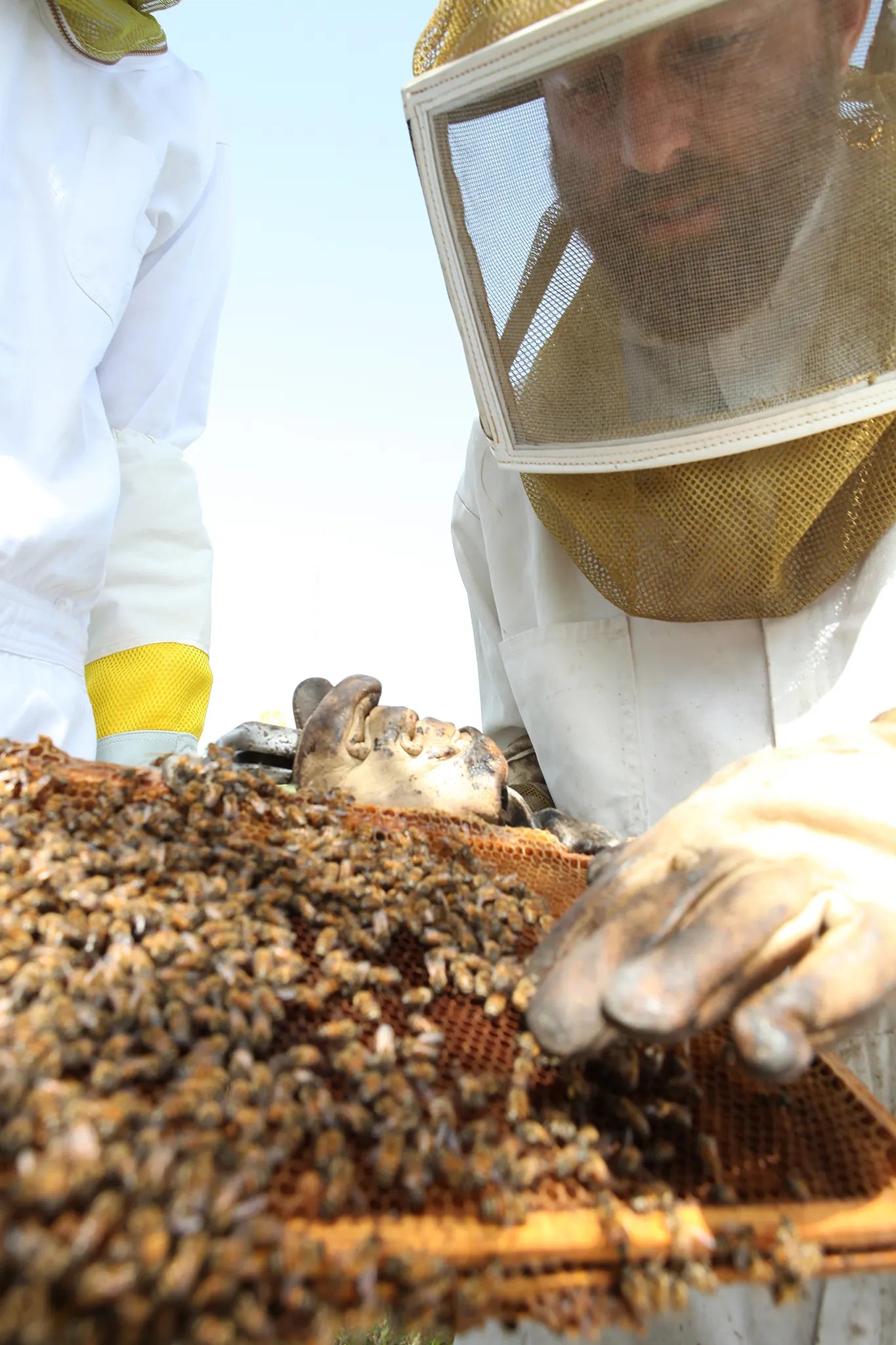 Person wearing a beekeeping suit inspecting honeycomb with bees. Mellona Honey in Cyprus.