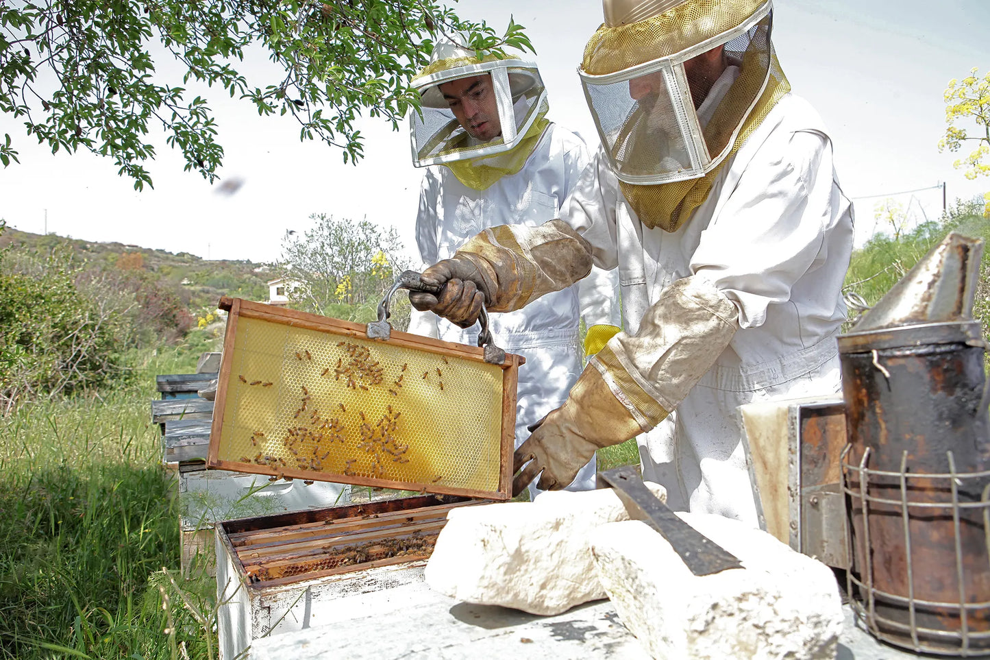 Extracting the Mellona Honey from their Beehives in Cyprus