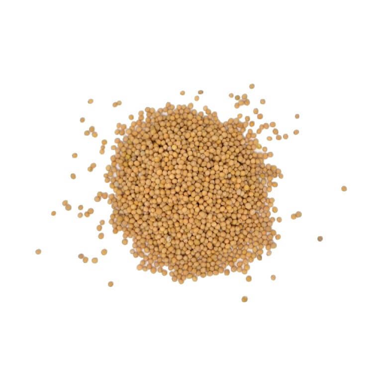 Mustard Seeds Yellow