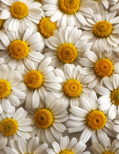 Chamomile flower ingredient used in Pukka Chamomile, Vanilla & Manuka Honey tea