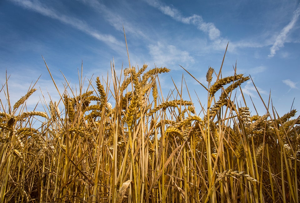 Wheat field at Wessex Mill, North Wessex Downs