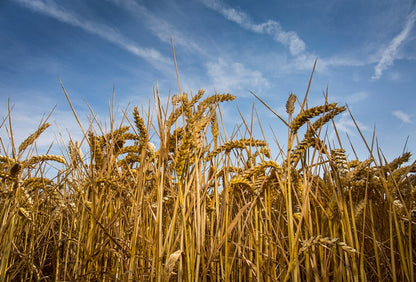 Wheat field at Wessex Mill, North Wessex Downs